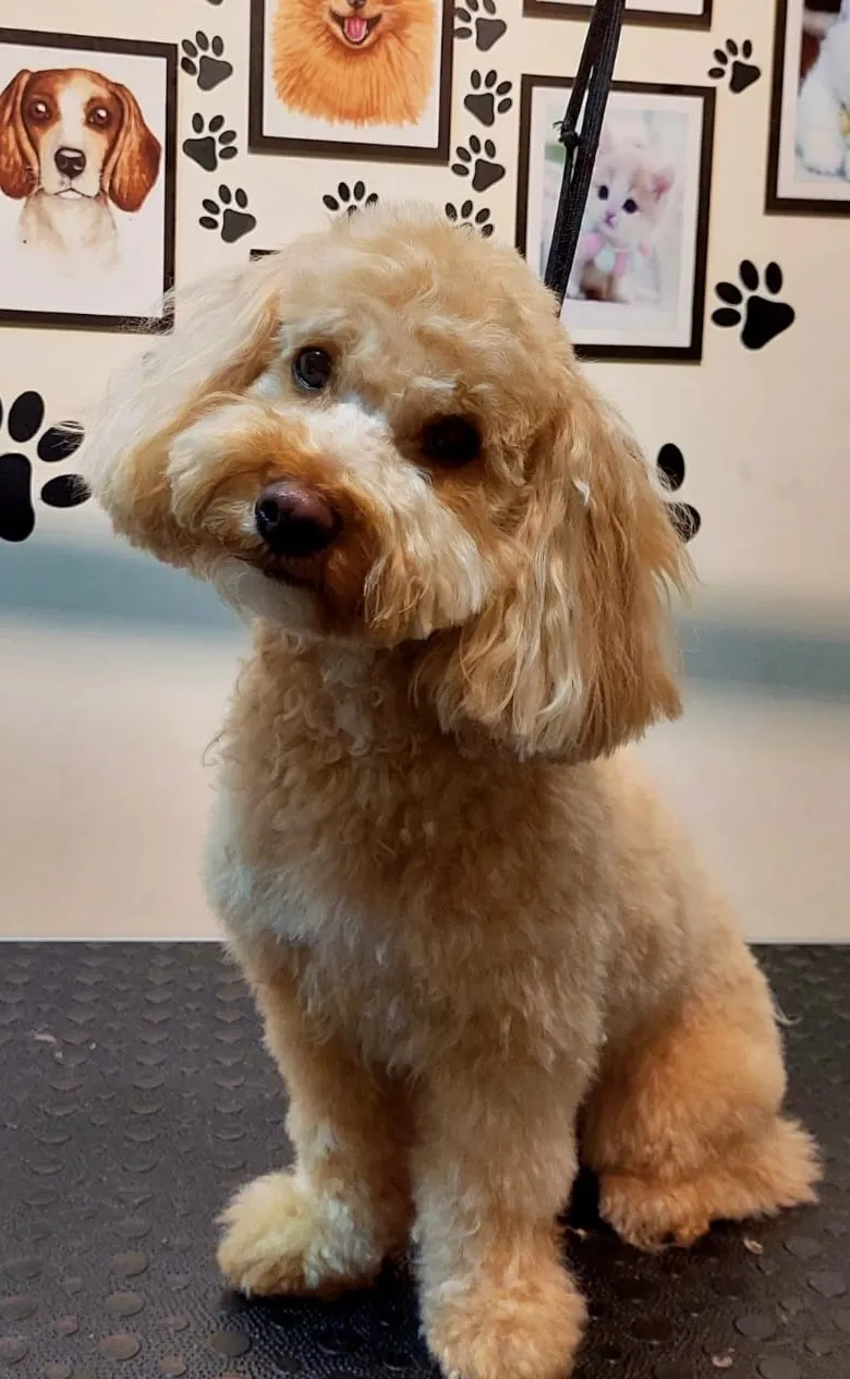 Bakım sonrası kıvırcık kayısı rengi köpek başını yana eğmiş